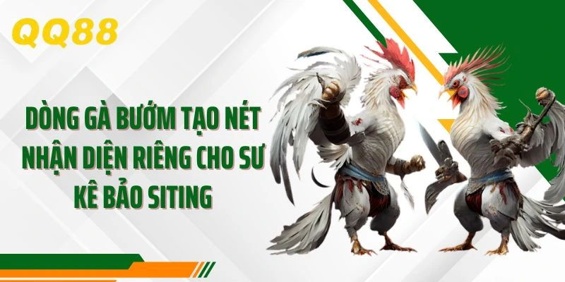 Dòng gà Bướm tạo nét nhận diện riêng cho sư kê Bảo Siting